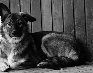 Собака, которая спасла 16 жизней ленинградцев